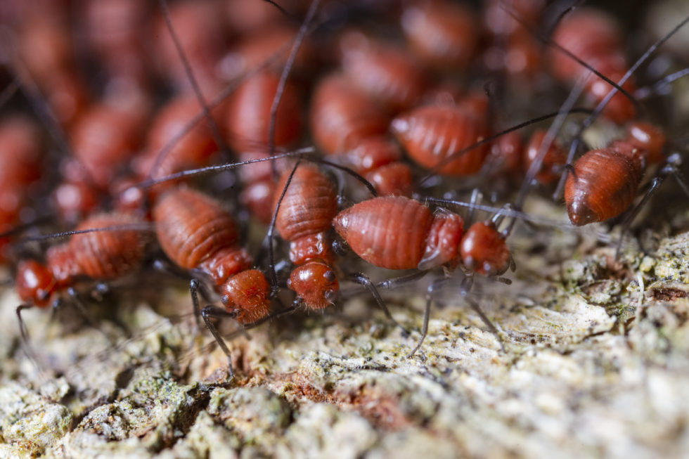 termite